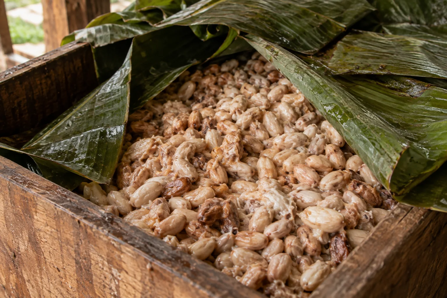 AI visual — Cacao beans fermenting in a wooden box under banana leaves