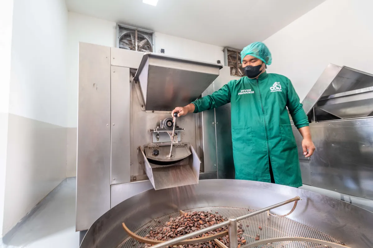 A CAU production team member releasing freshly roasted cacao beans into the roaster cooling tray